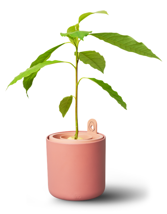 amazing avocado pot terra caramel